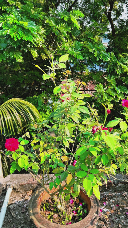 The Famous Five (কিশোর Level 1)
